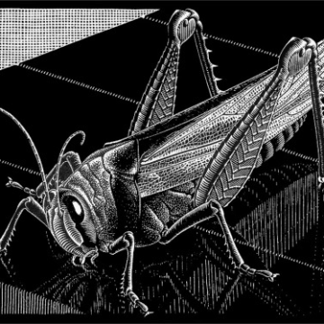 Grasshopper Motion Array