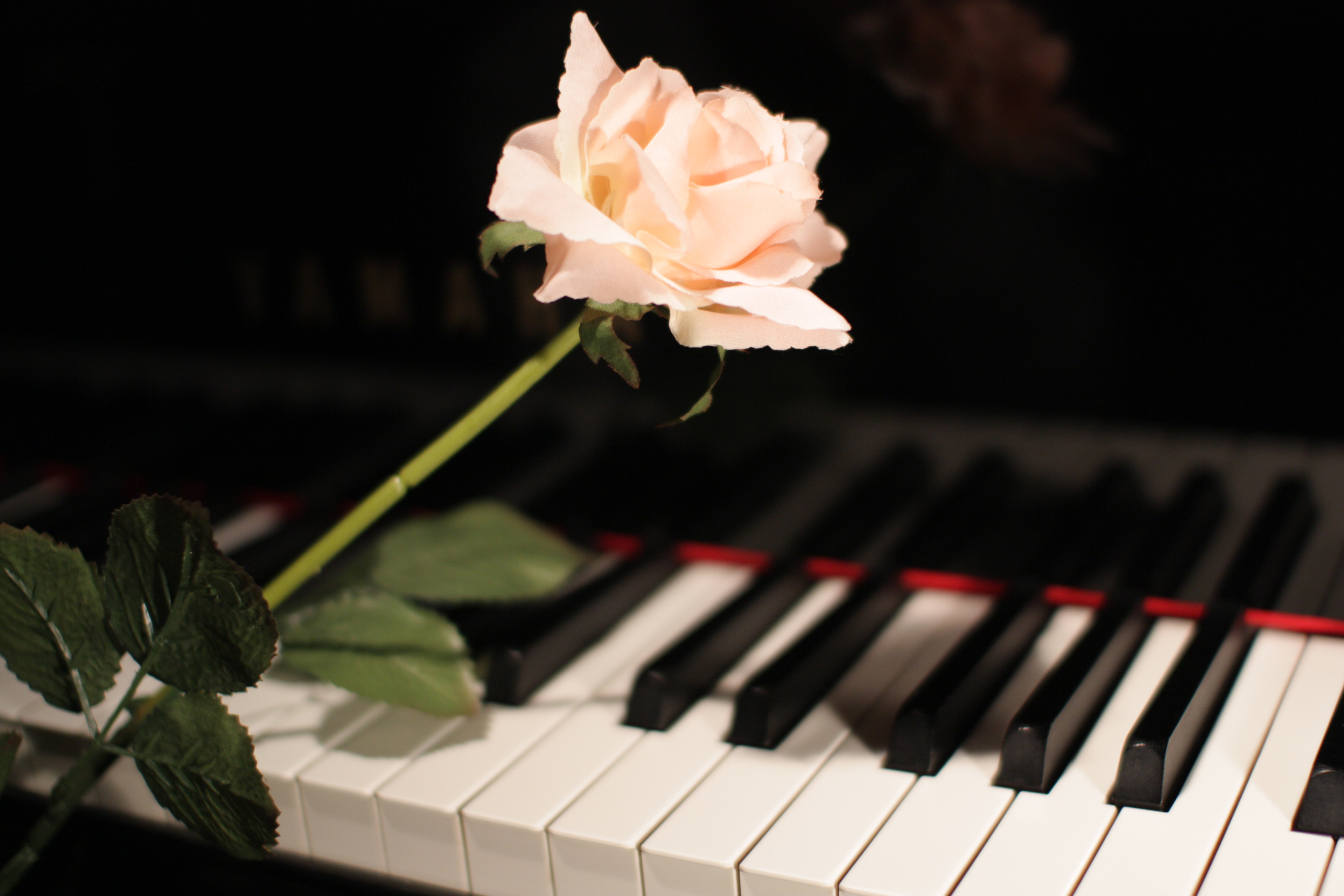 artist cover image