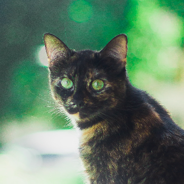 artist profile image