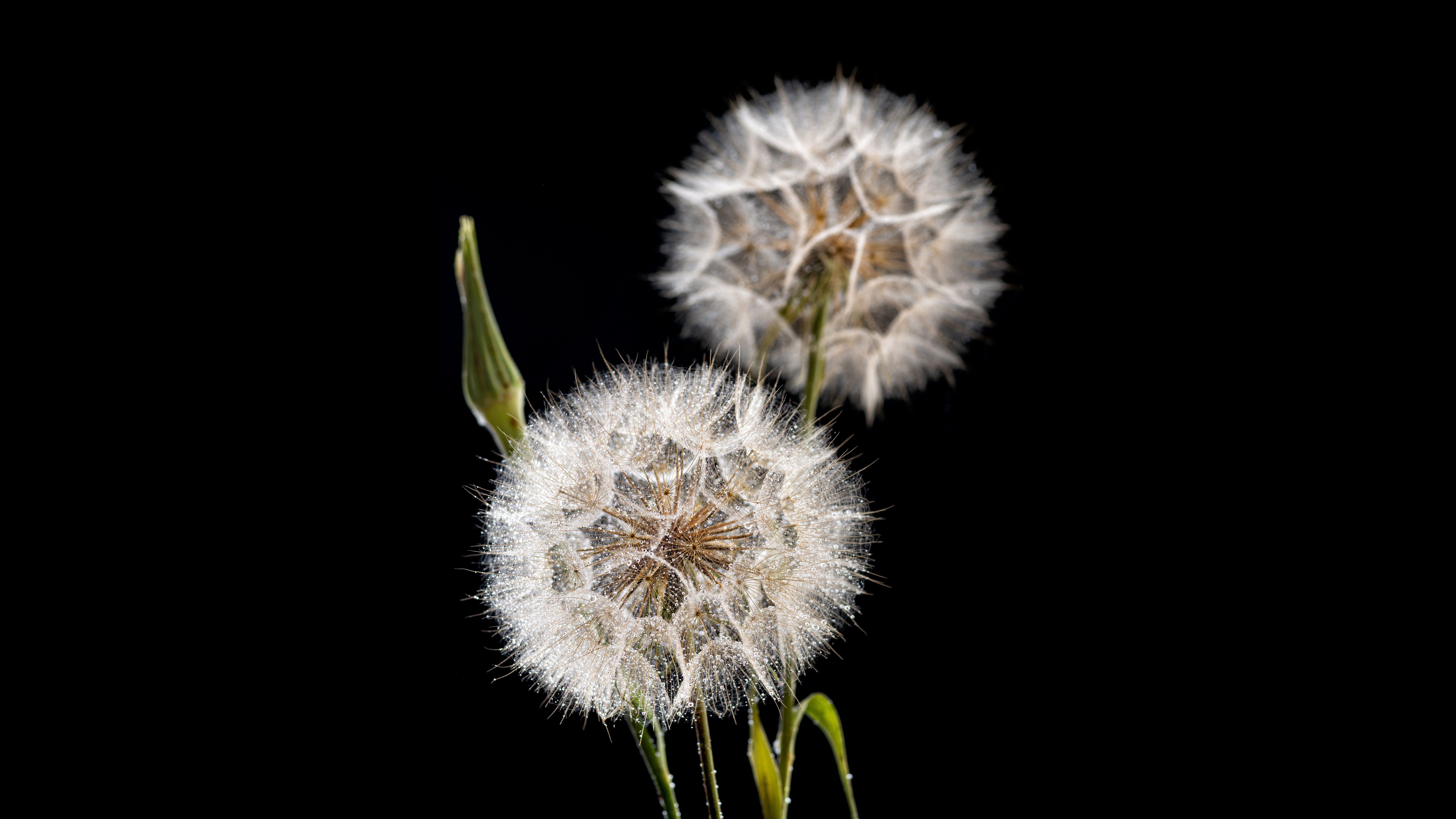artist cover image