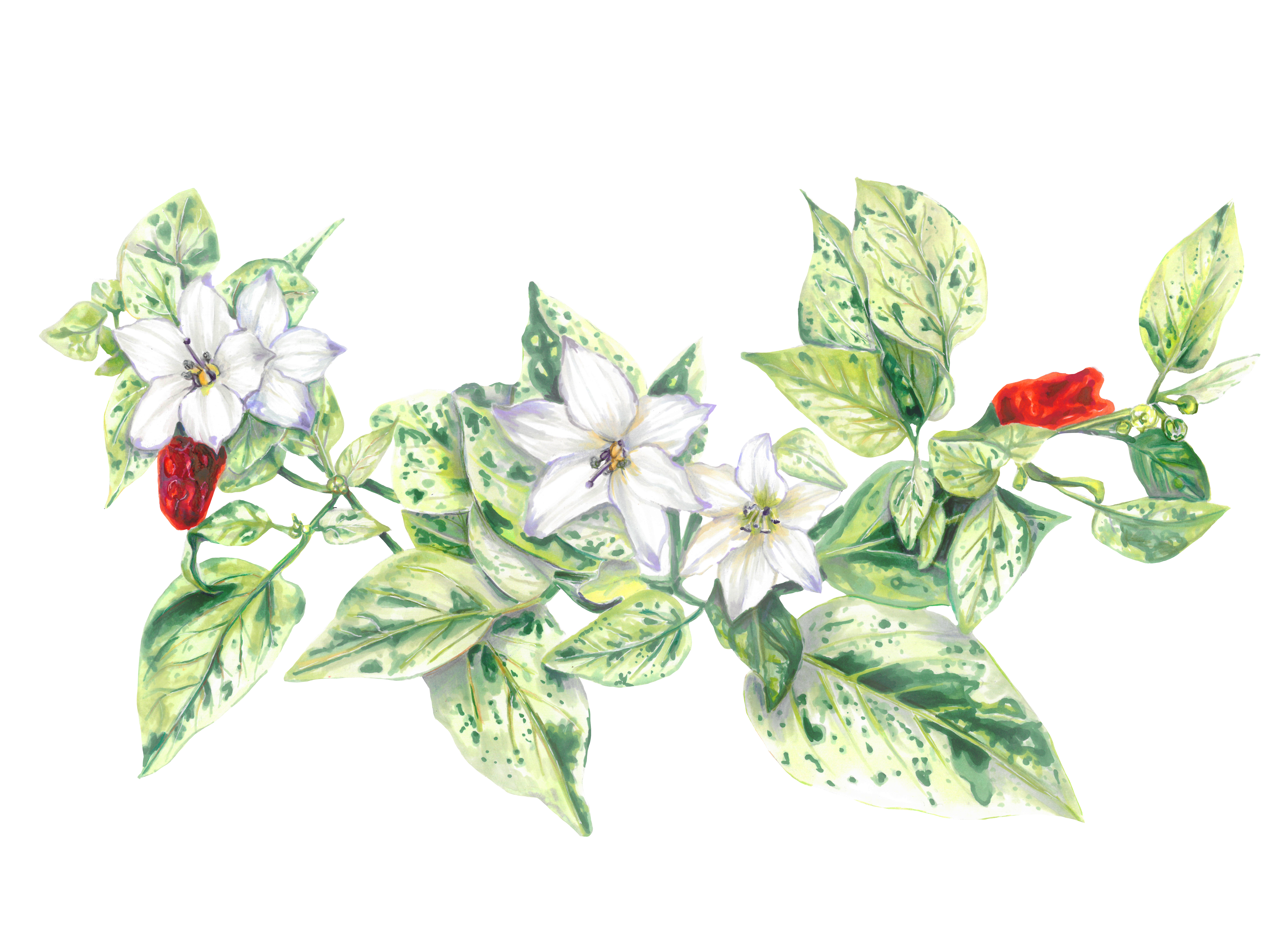 artist cover image